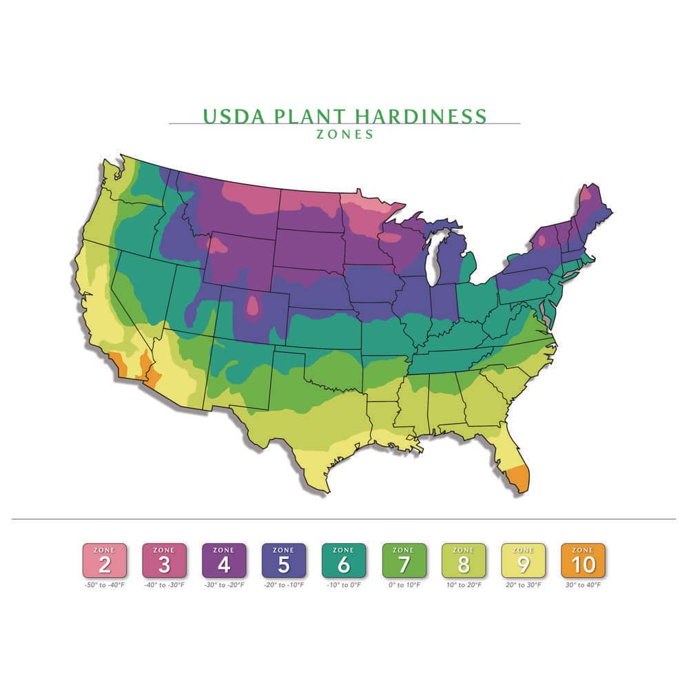 1 Gal Elegans Hosta Live Flowering Shade Perennial Plant , Blue-Gray Foliage - Hercitys