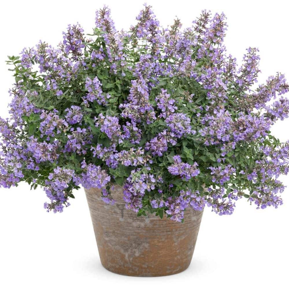 0.65 Gal. Cats Meow Catmint (Nepeta Fassenii) Live Perennial Plant with Blue Flowers - Hercitys