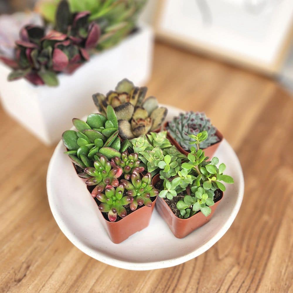 2IN Easy Care Live Succulent (6-Pack) - Hercitys