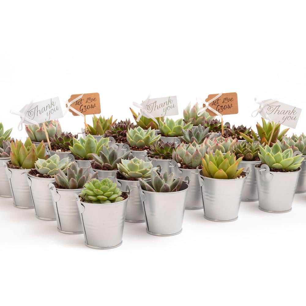 2 in. Wedding Event Rosette Succulents Plant with Silver Metal Pails and Let Love Grow Tags (30-Pack) - Hercitys