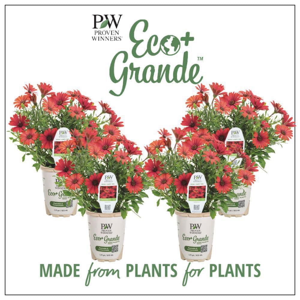 4.25 in. Eco+ Grande Bright Lights Red African Daisy (Osteospermum Hybrid) Live Annual Plant with Red Flowers 4-Pack - Hercitys