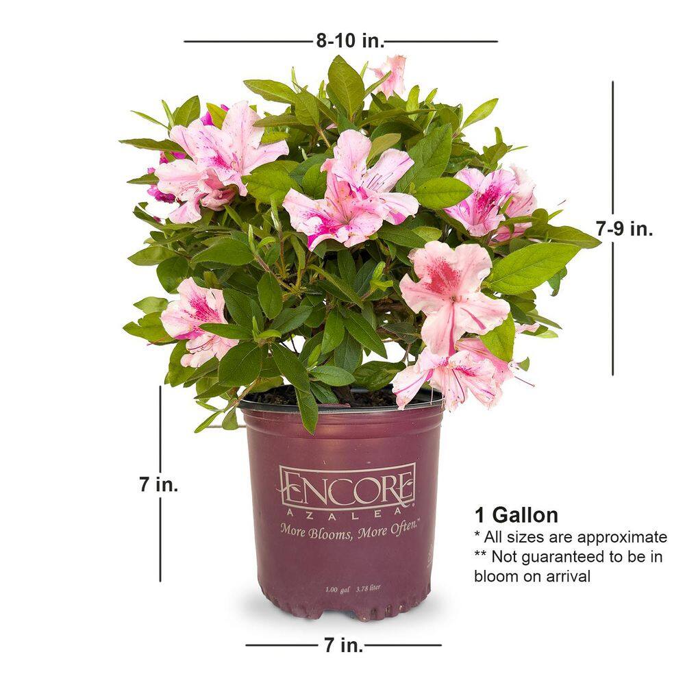 1 Gal. Autumn Twist Shrub with Purple and White Reblooming Flowers - Hercitys