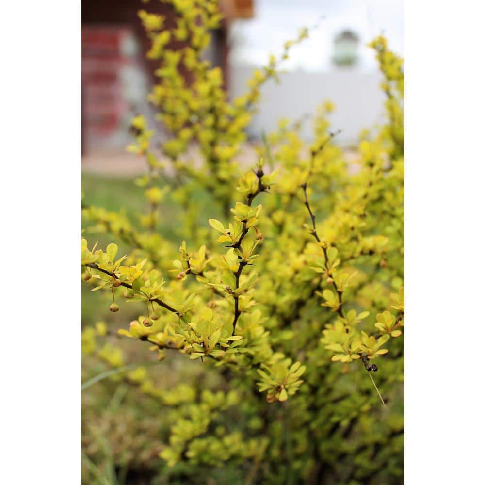 1 Gal. Dwarf Golden Barberry Shrub with Exceptionally Bright Yellow Foliage - Hercitys