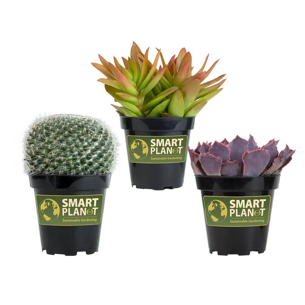 3.5″ Live Plant Assortment of 2 Succulents and 1 Cactus - Hercitys