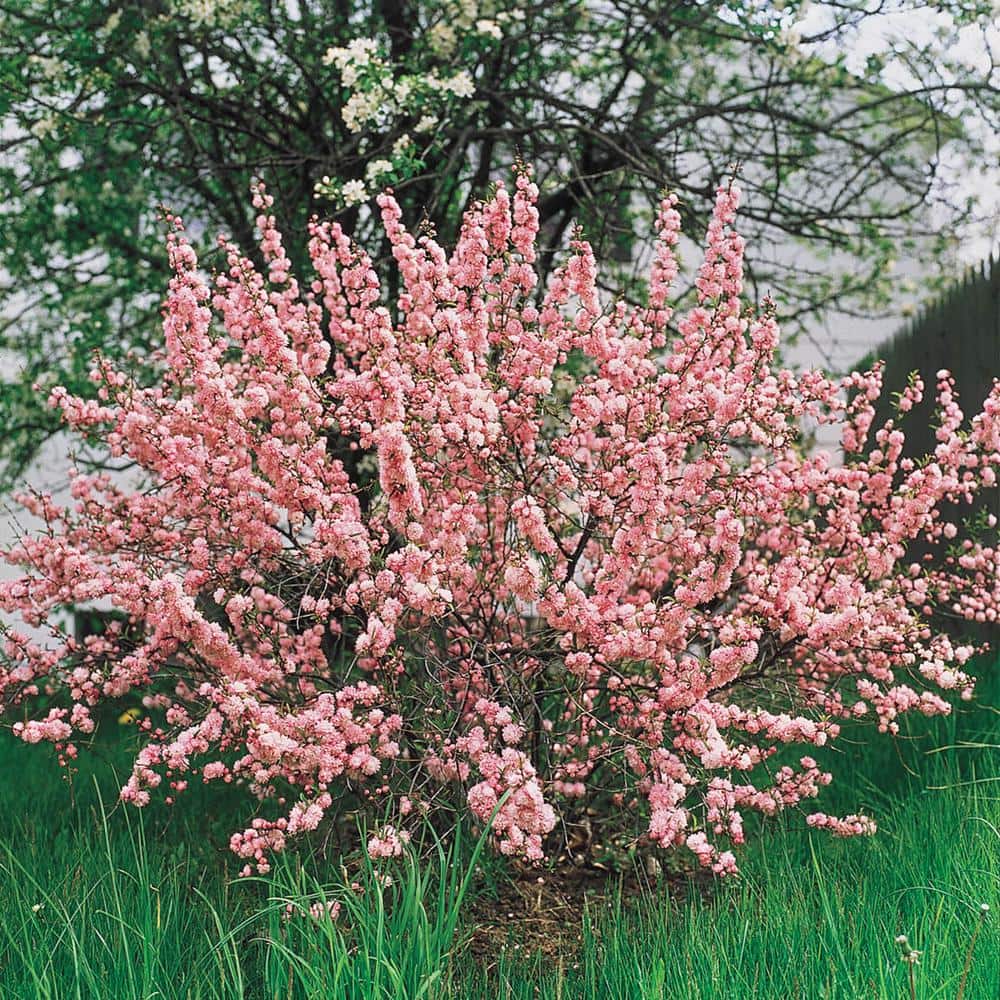 1.50 Gal. Pot Flowering Ornamental Almond Shrub Grown (1-Pack) - Hercitys