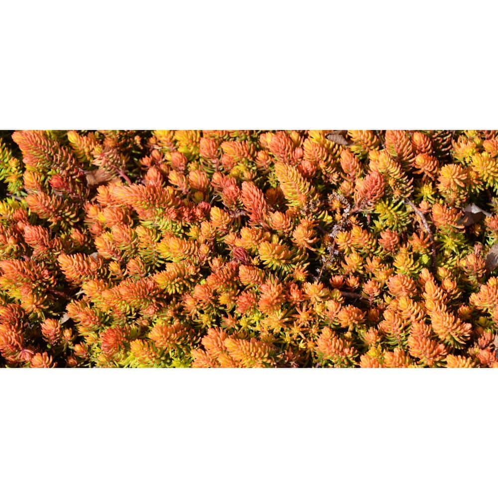 1 Gal Solar Spice Sedum (Sedum Reflexum) Live Full Sun Perennial Plant - Hercitys