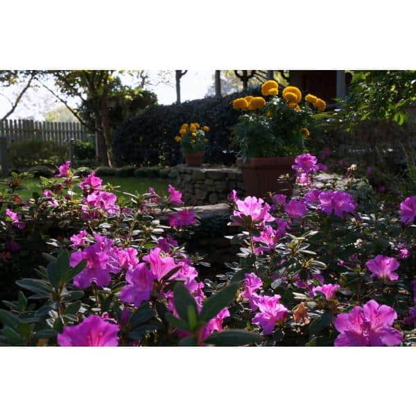 1 Gal. Autumn Royalty Reblooming Azalea Shrub with Purple Flowers - Hercitys