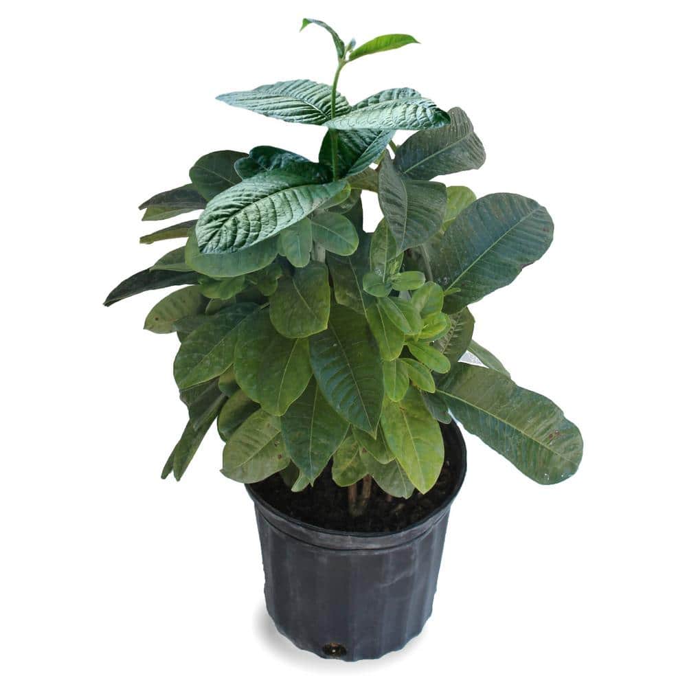 1 gal. Mandevilla Sun Parasol Sunbeam Annual Plant with Yellow Flowers - Hercitys