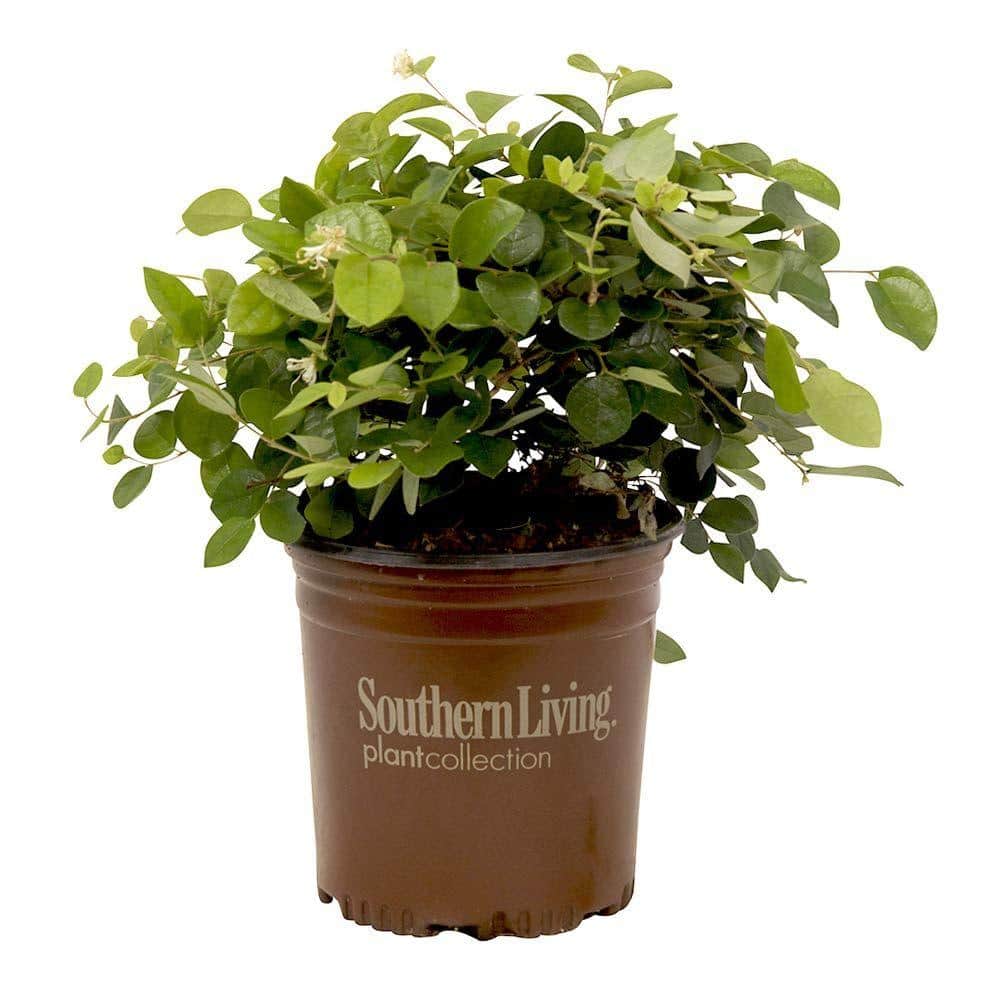 2 Gal. Emerald Snow Semi-Dwarf Loropetalum, Evergreen Shrub with Green Foliage, White Ribbon Blooms - Hercitys