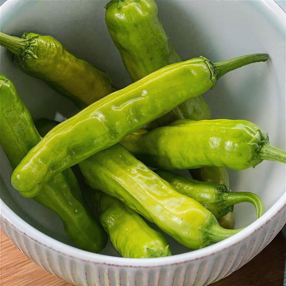 2.5 in. Chile Pepper Shishito Plant (3-Pack) - Hercitys