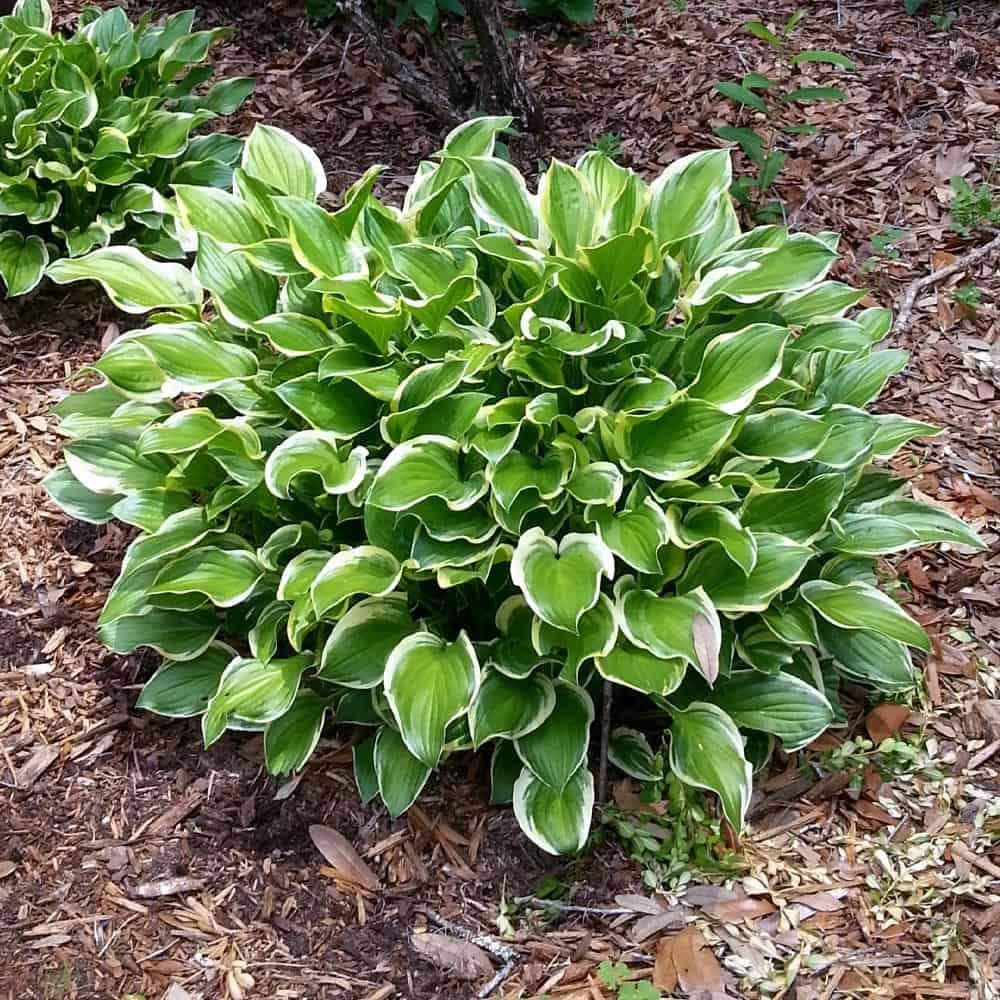 2.5 Qt. Variegated Hosta Live Perennial Plant - Hercitys