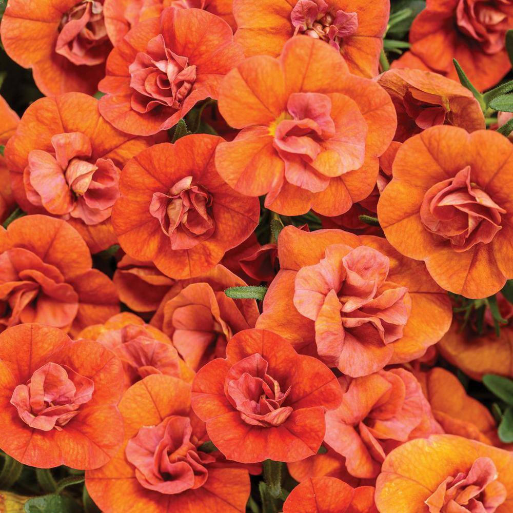 4.25 in. Eco+Grande Superbells Double Orange (Calibrachoa) Live Plant, Orange Flowers (4-Pack) - Hercitys