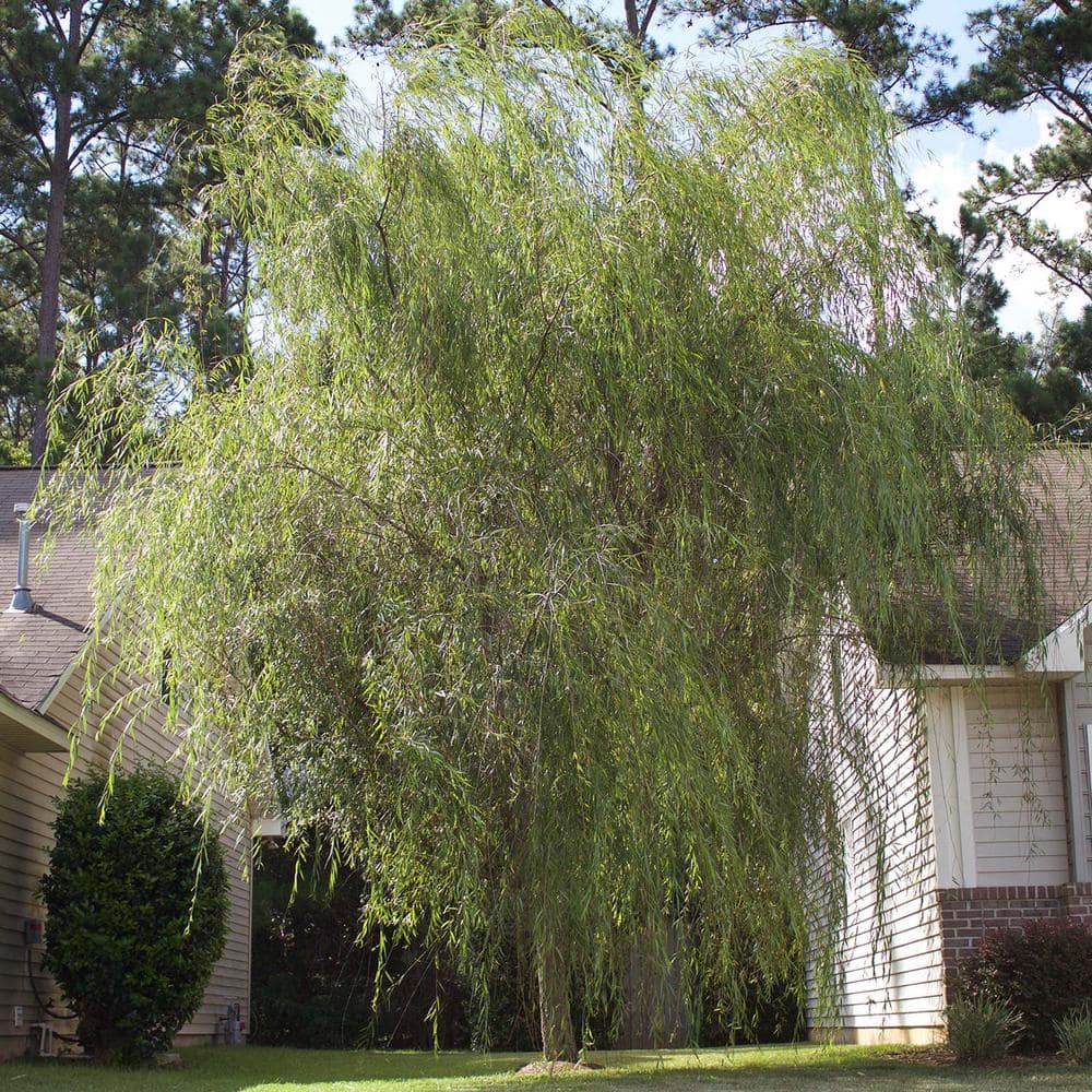 5 Gal. Weeping Willow Tree (2-Pack) - Hercitys