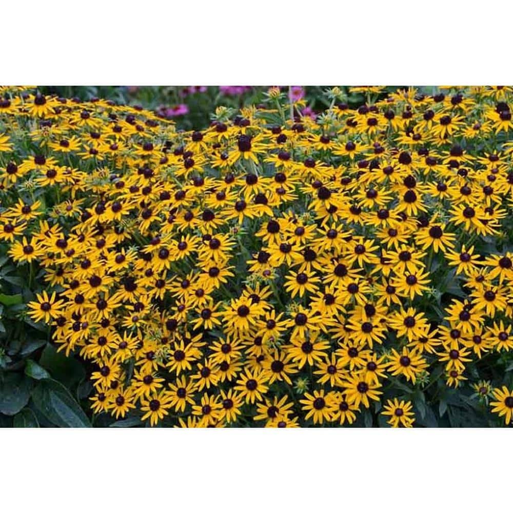 3 Gal. ‘Little Goldstar’ Black-Eyed Susan (Rudbeckia) Live Potted Perennial Plant with Golden Yellow Flowers (1-Pack) - Hercitys