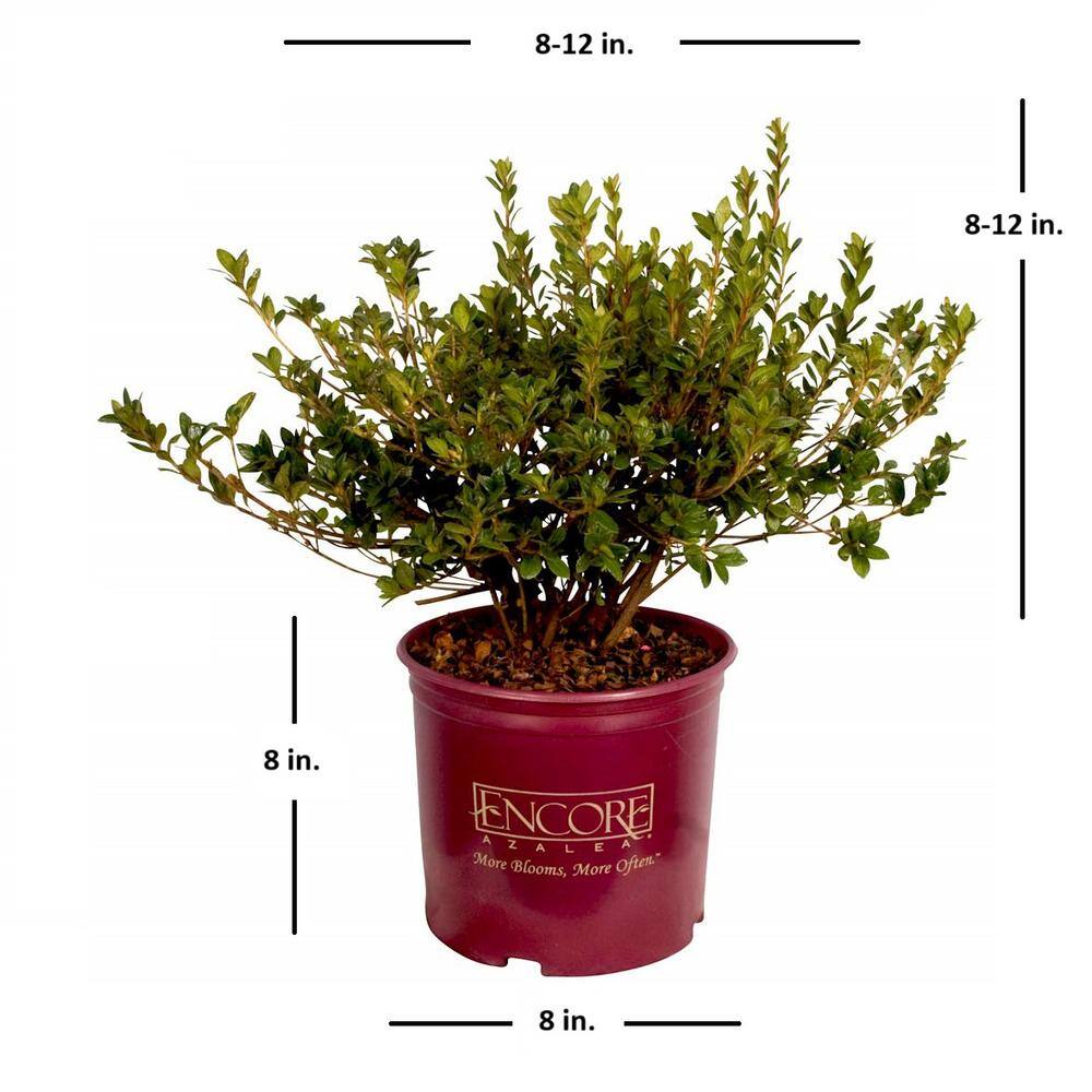 1 Gal. Autumn Moonlight – White Re-Blooming Compact Evergreen Shrubs - Hercitys