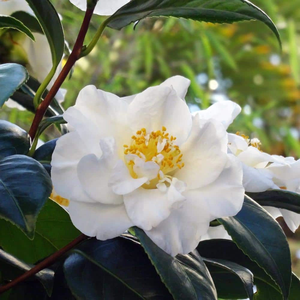 3 gal. Camellia Mine No Yuki Shrub with White Flowers - Hercitys