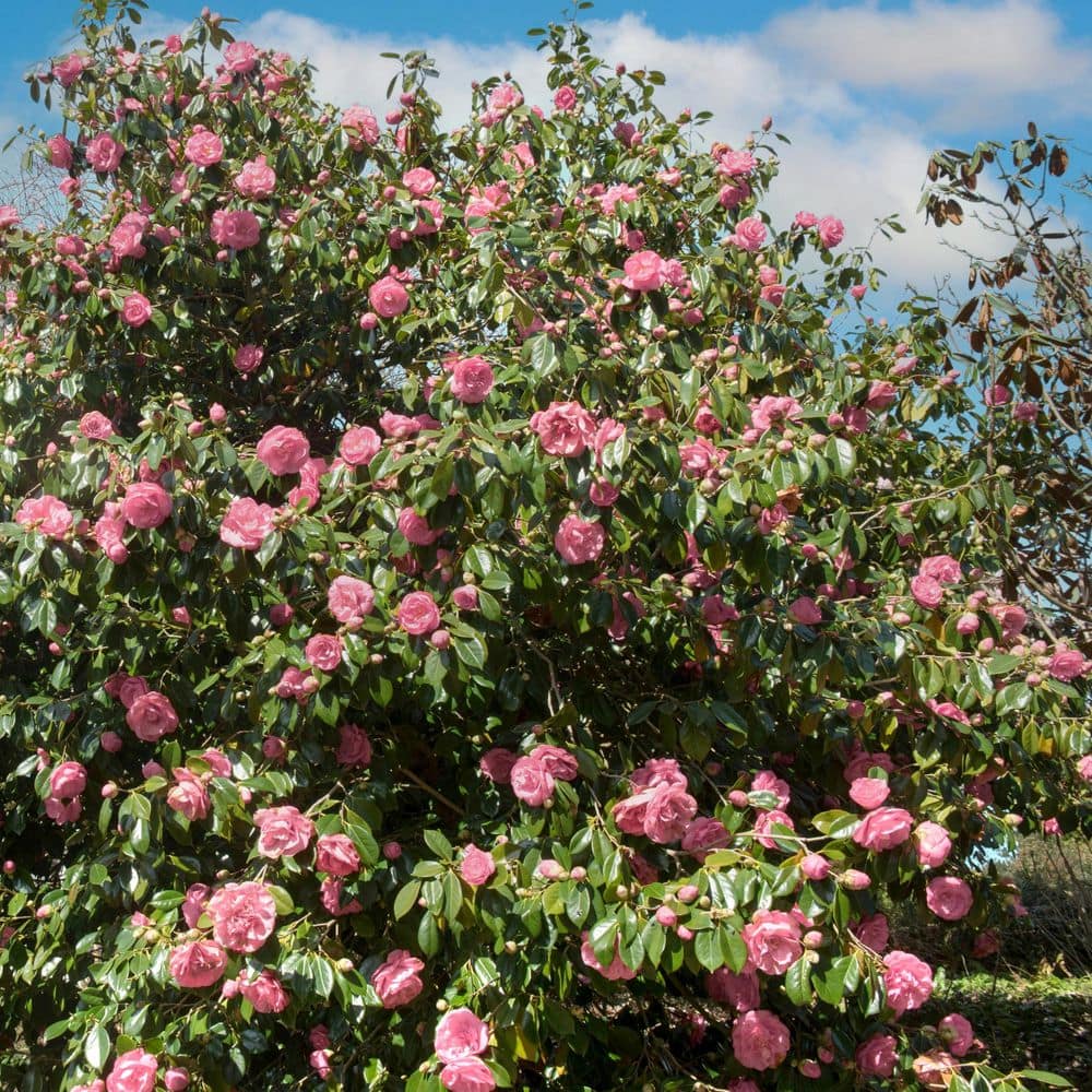 1 gal. High Fragrance Camellia Japonica Shrub with Pink Flowers - Hercitys