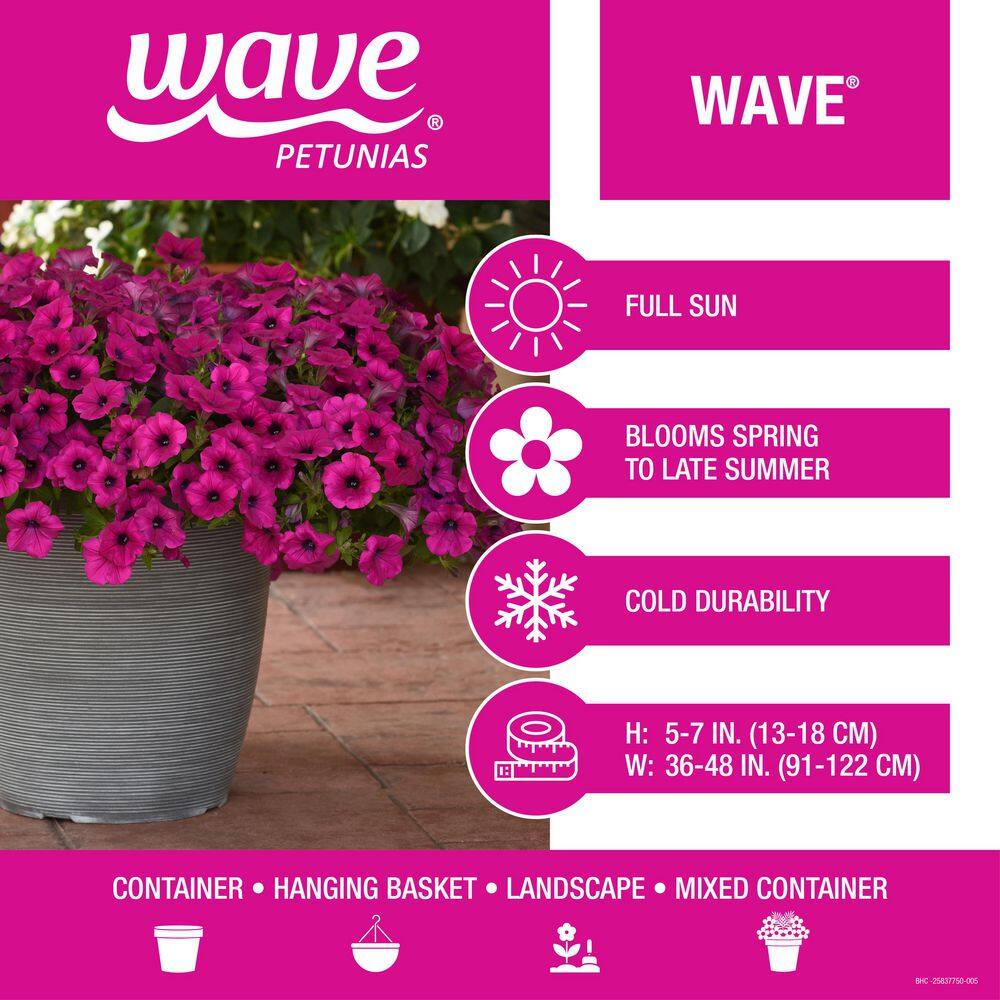 4-Pack Wave Petunia Mix Annual Plant with Assorted Flowers - Hercitys
