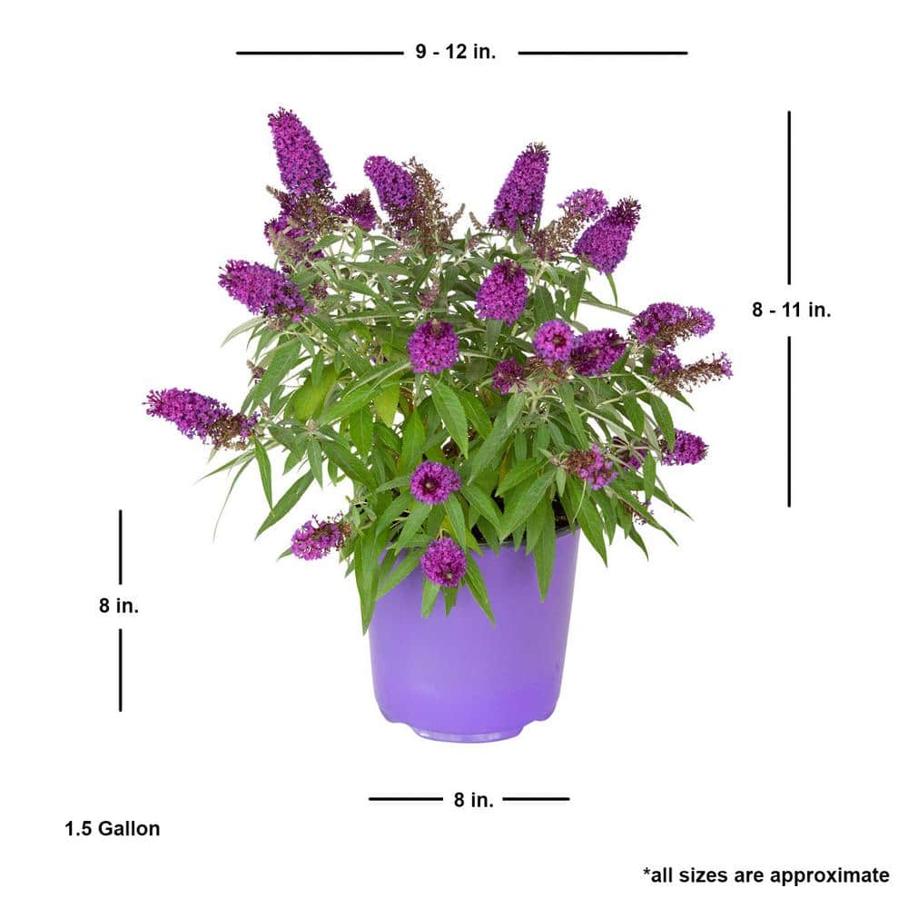 1.5 Gal. Lil’ Grape Butterfly Bush (Buddleia) Live Shrub Plants, Purple Flowers - Hercitys