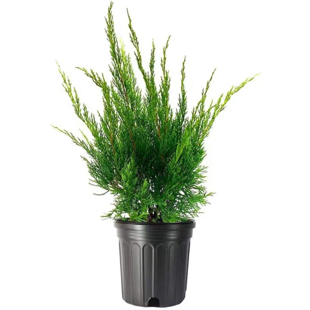 1 Gal. Sea Green Juniper Shrub Fountain Shaped Foliage that Changes to a Darker Green in Winter - Hercitys