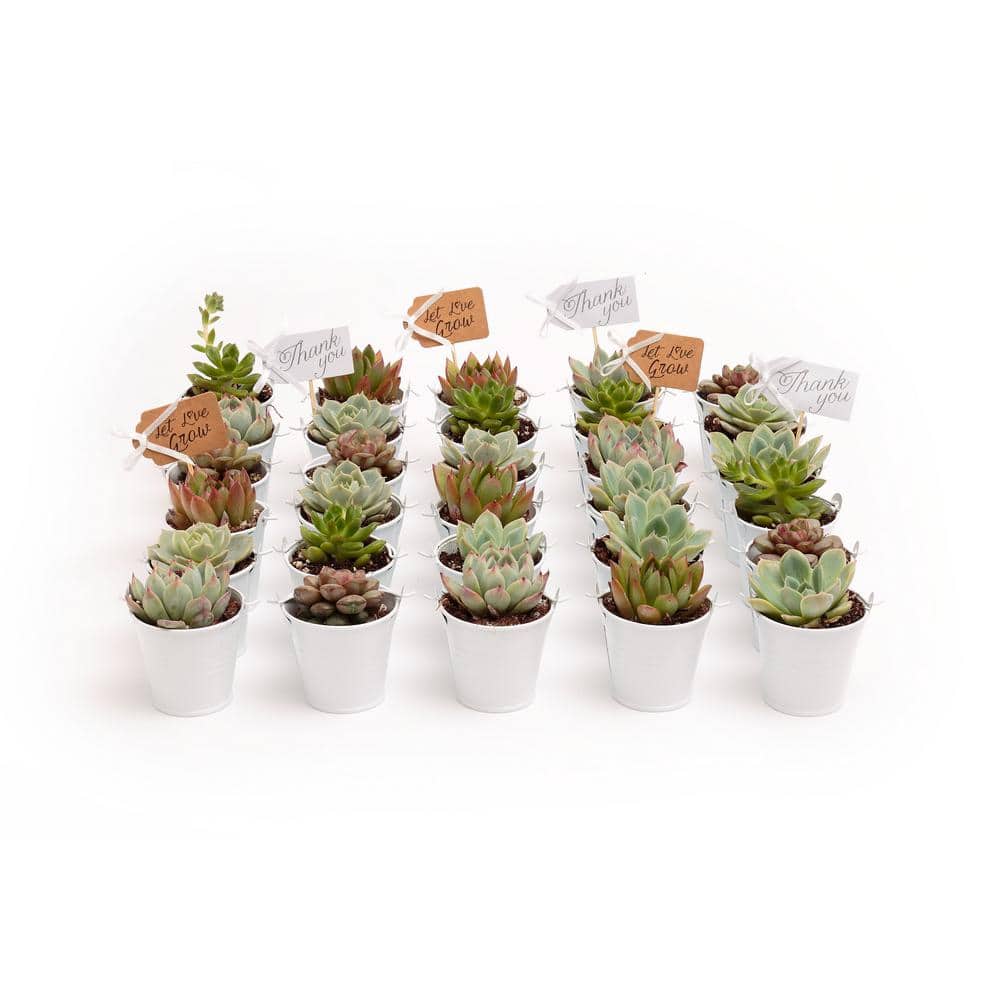2 in. Wedding Event Rosette Succulents Plant with White Metal Pails and Thank You Tags (30-Pack) - Hercitys