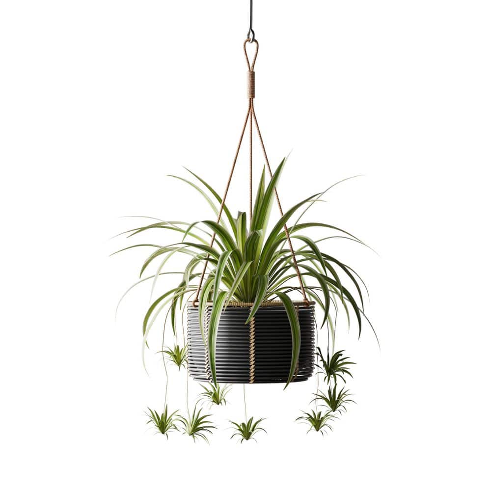 10 in. W Indoor Outdoor Black Resin Rattan Hanging Basket Planter - Hercitys