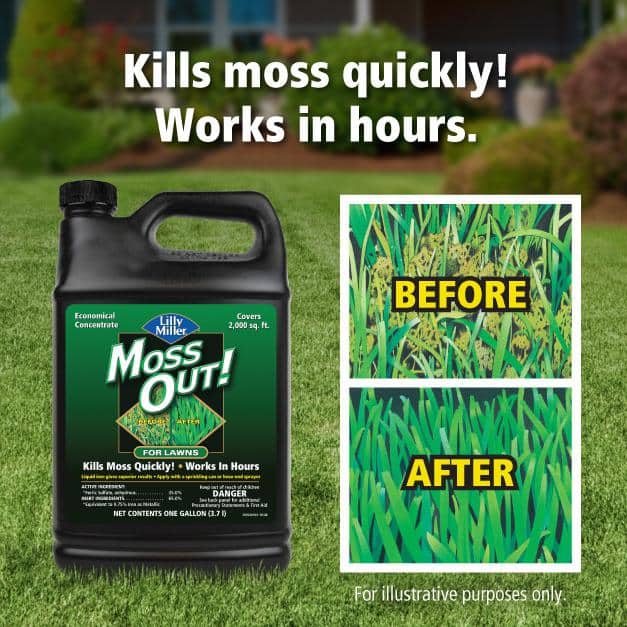 1 gal. 2,000 sq. ft. Lawn Moss Killer Concentrate - Hercitys