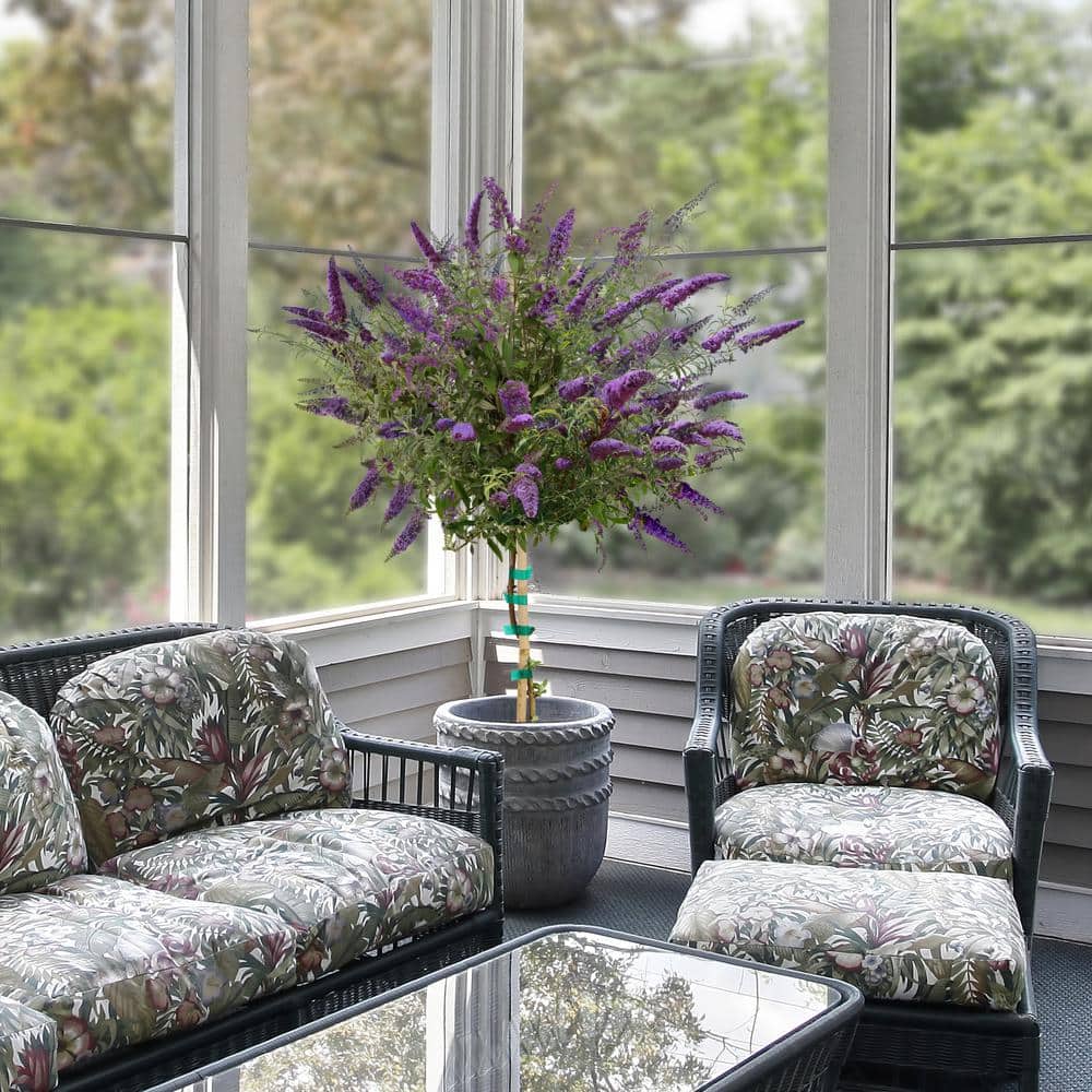 1 Gal. Tree-Form Buddleia Black Knight with Dark Purple Flowers - Hercitys