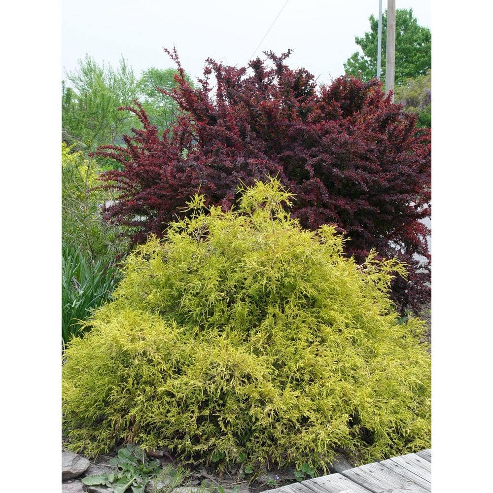 1 Gal. Chamaecyparis Gold Mop Live Evergreen Shrub - Hercitys