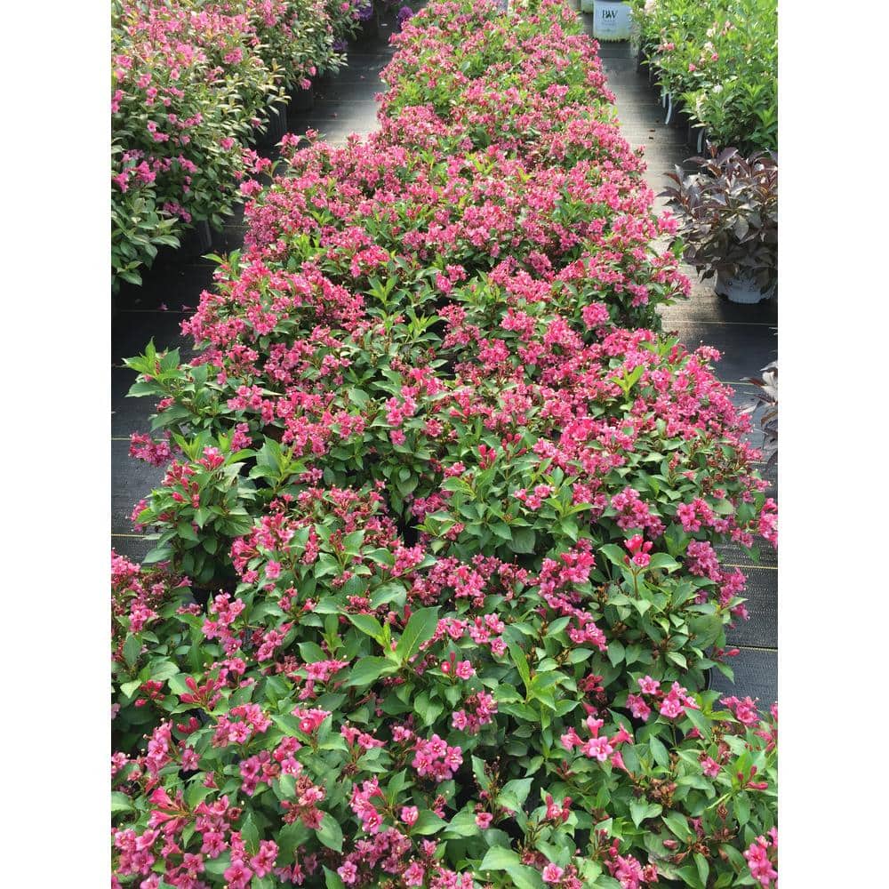 4.5 in. Qt. Snippet Dark Pink Weigela (Florida) Flowering Shrub With Pink Flowers - Hercitys