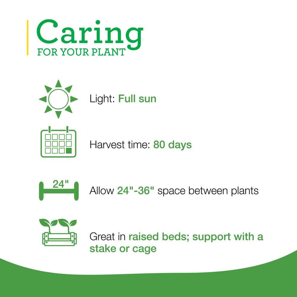 19 oz. Black Beauty Eggplant Plant (2-Pack) - Hercitys