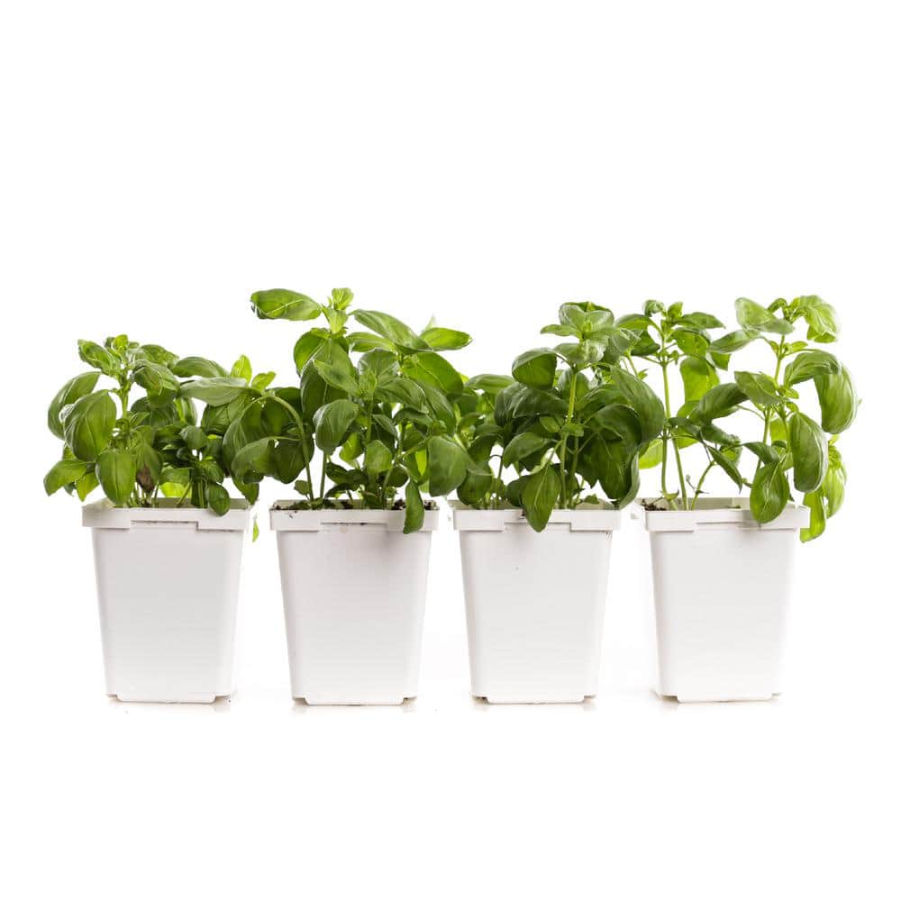 4 in. Super Sweet Genovese Basil Plant (4-Pack) - Hercitys