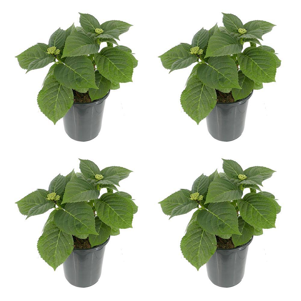 2.5 qt. Perennial Hydrangea macrophylla Blue (4-Pack) - Hercitys