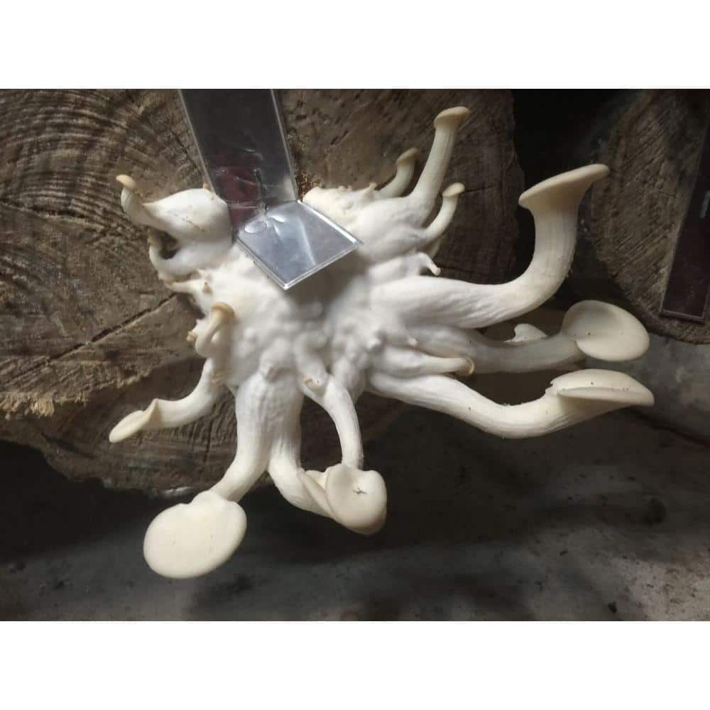 12 in. Oyster Mushroom Log - Hercitys