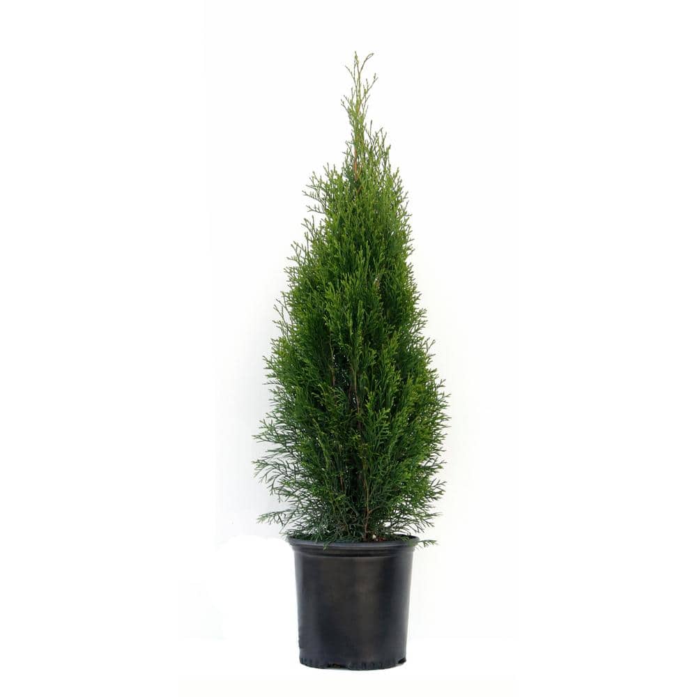 1.5 Gal. Emerald Green Arborvitae (Thuja) Live Evergreen Shrub - Hercitys