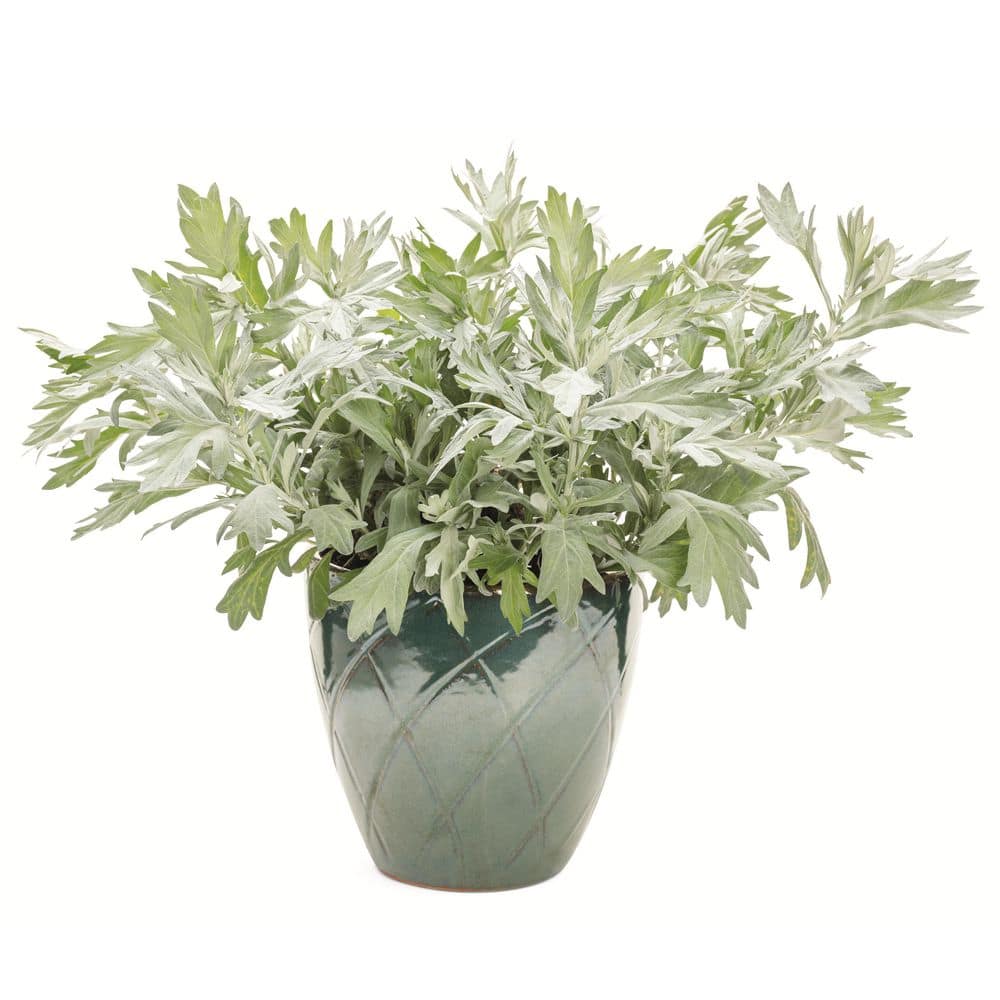 0.65 Gal. Silver Lining White Sagebrush Live Perennial Plant, Yellow Flowers (1-Pack) - Hercitys
