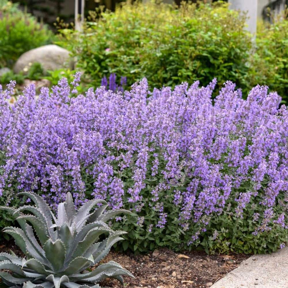 0.65 Gal. Cats Meow Catmint (Nepeta Fassenii) Live Perennial Plant with Blue Flowers - Hercitys
