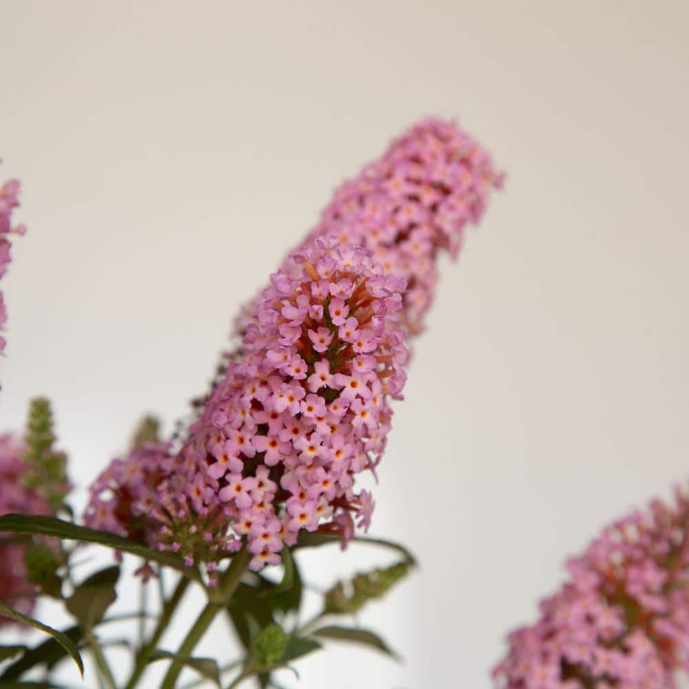 1.5 Gal. Lil’ Taffy Butterfly Bush (Buddleia) Live Shrub Plant, Pink Flowers - Hercitys