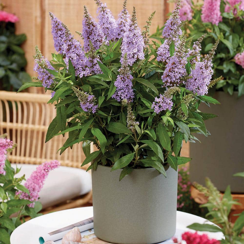 1.5 Gal. Lil’ Lavender Butterfly Bush (Buddleia) Live Shrub Plant, Light Purple Flowers - Hercitys