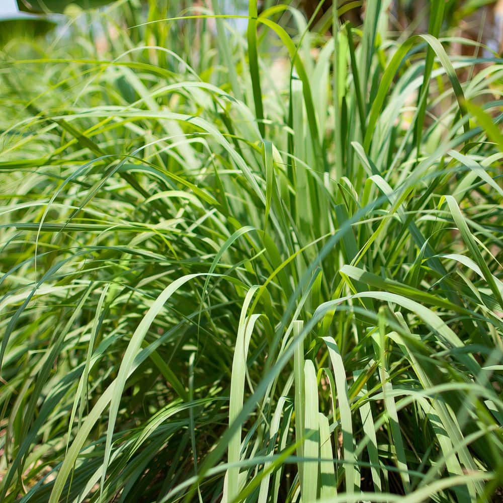 1 gal. Lemongrass Plant - Hercitys