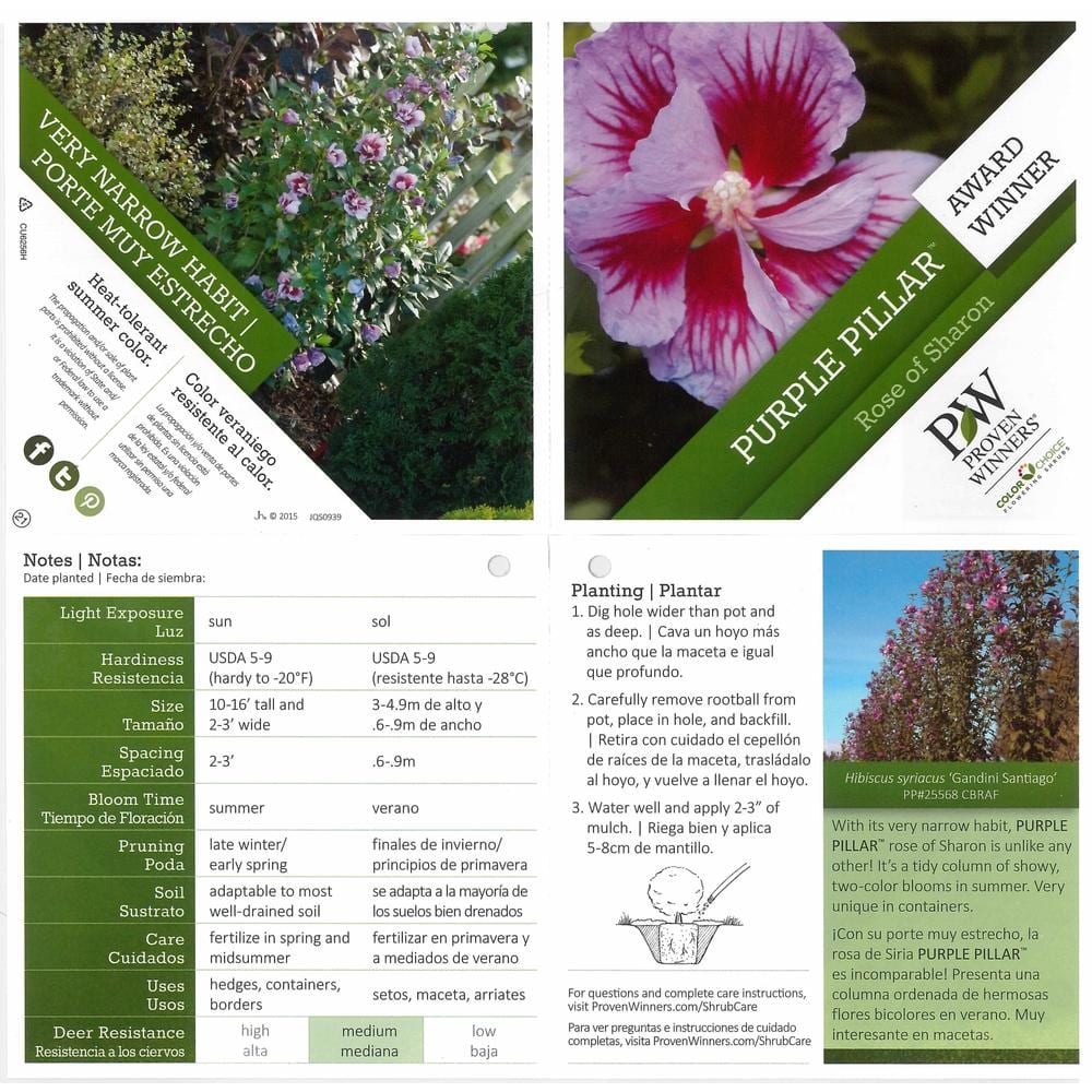 1 Gal. Purple Pillar Rose of Sharon (Hibiscus) Live Shrub, Purple Flowers - Hercitys