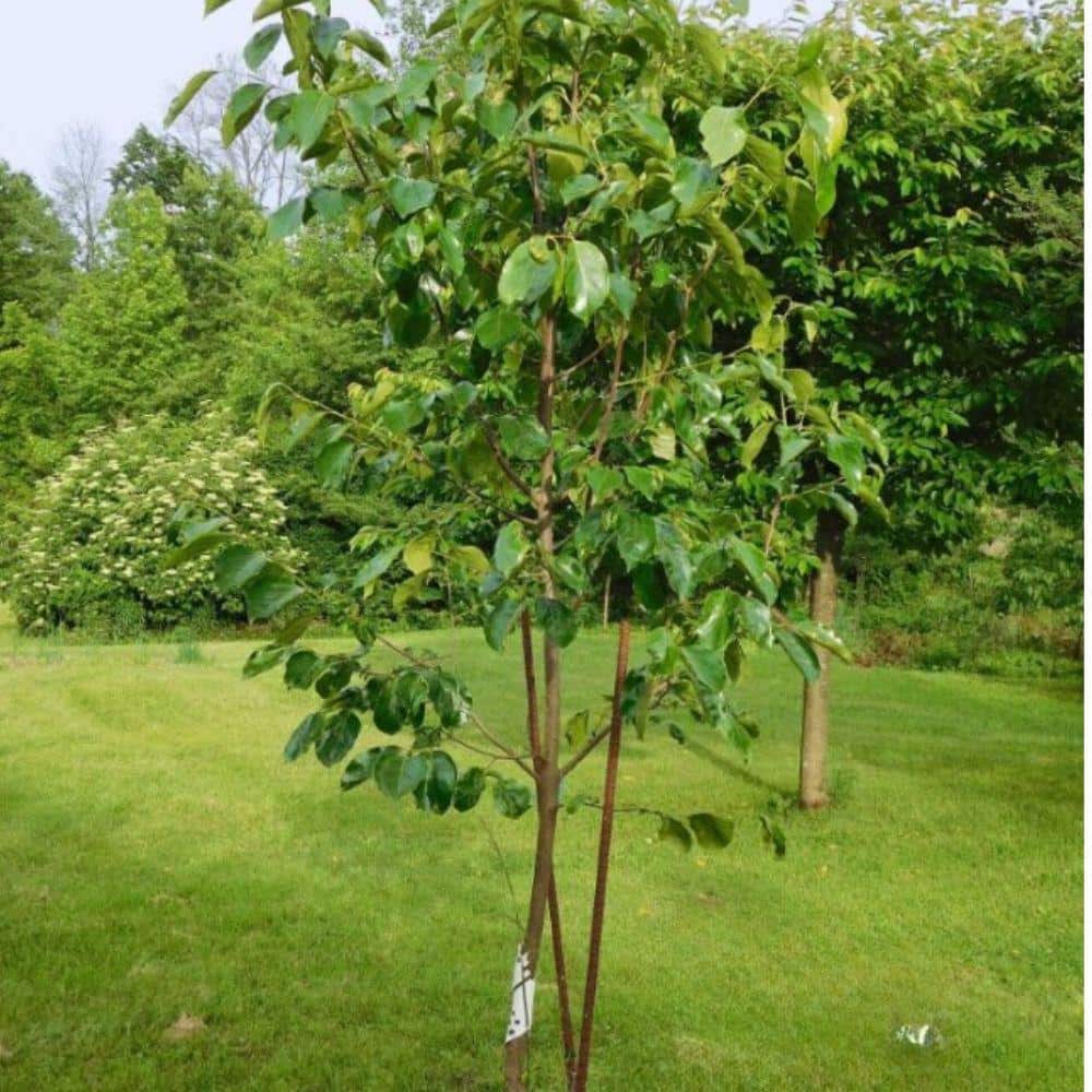 5 gal. Ichi Ki Kei Jiro Persimmon Tree - Hercitys