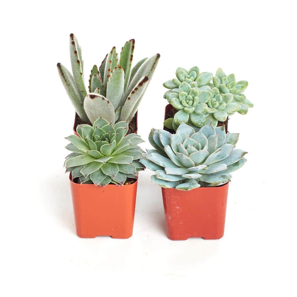 2 in. Blue/Green Collection Succulent (Collection of 4) - Hercitys
