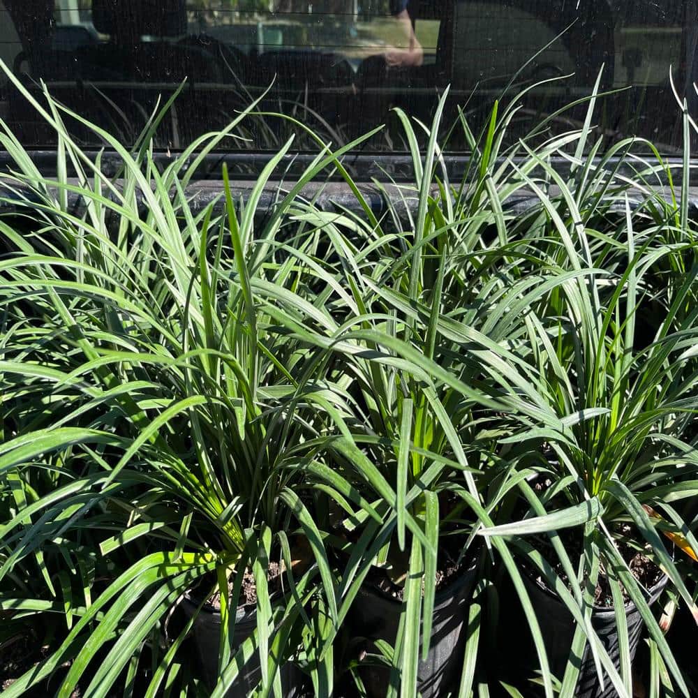 1 gal. Big Blue Lily Turf Plant - Hercitys