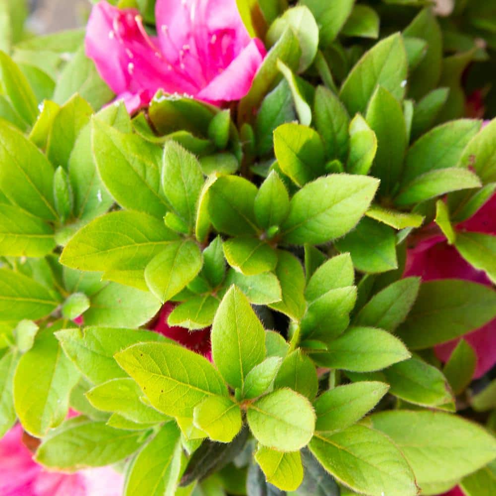 1 Gal. Autumn Sangria Shrub with Neon Pink Reblooming Flowers - Hercitys