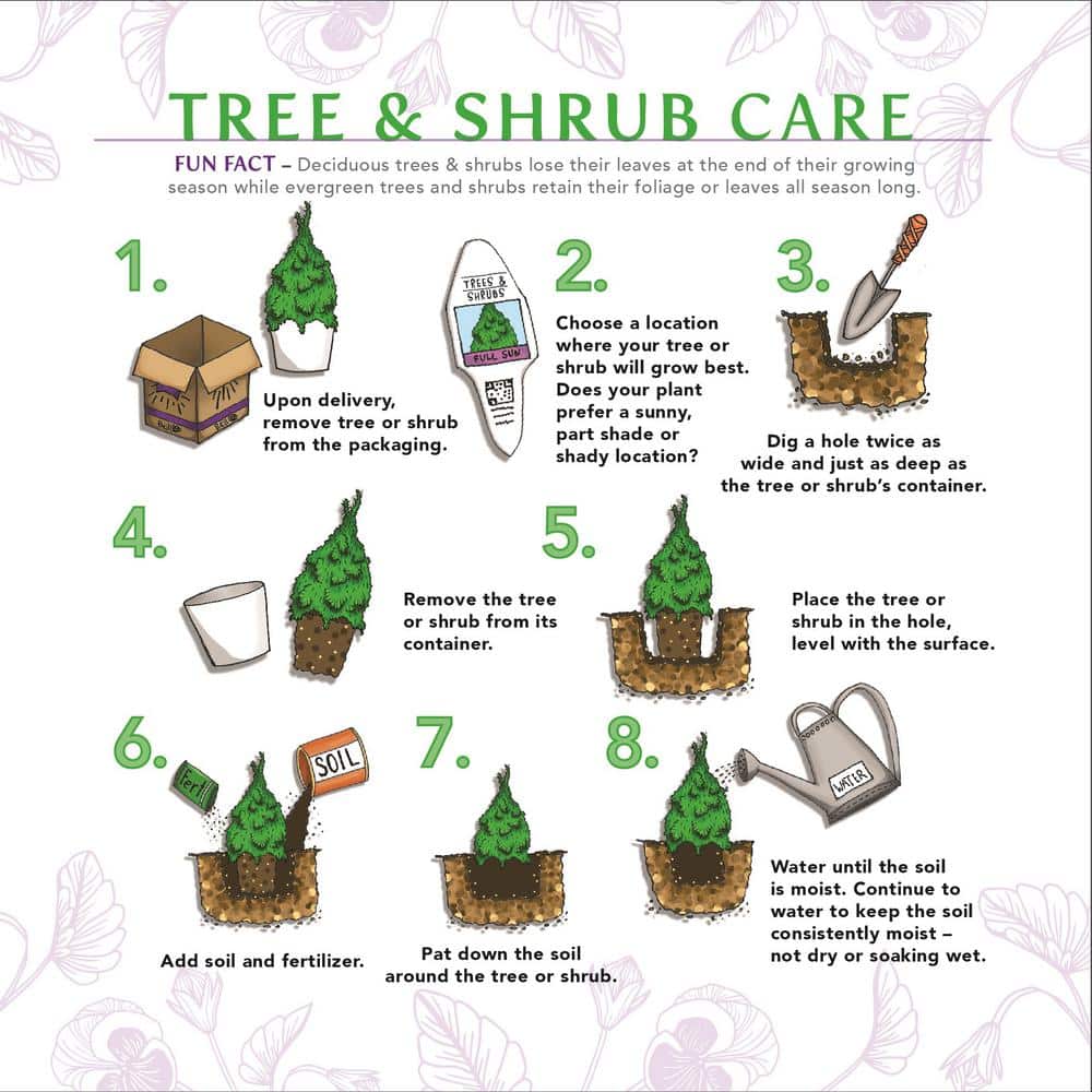 1 Gal. Sky Pencil Holly (Ilex Crenata) Live Evergreen Shrub with Dark Green Foliage - Hercitys