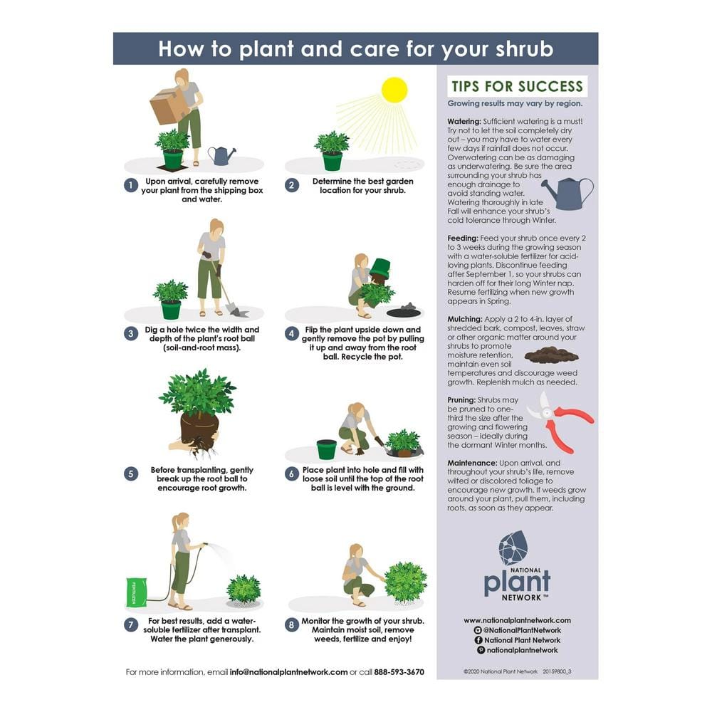 1 Gal. Camellia Red Twister Shrub with Red Flowers - Hercitys