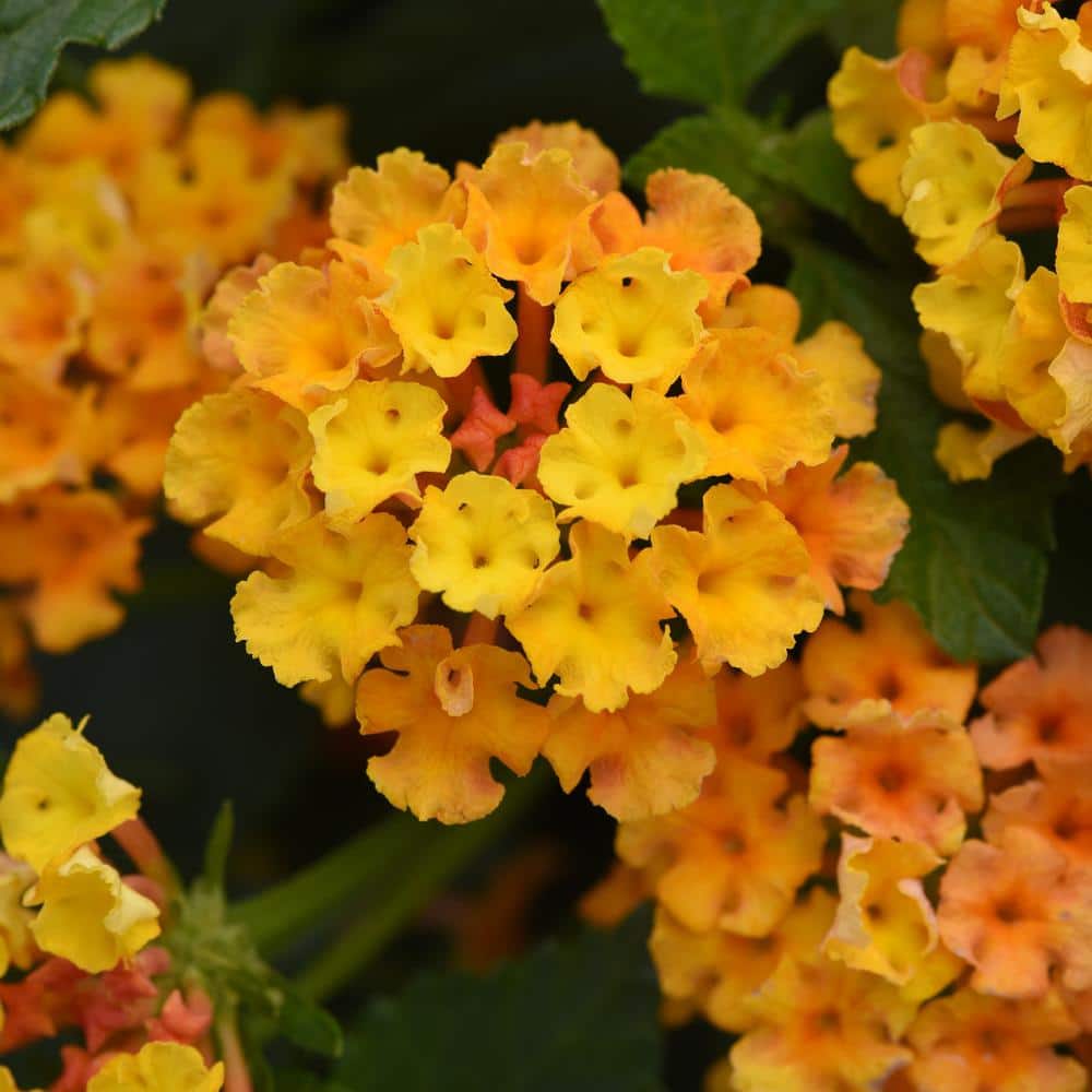 2.5 in Lantana, Bloomify Orange Annual Plant (3-Piece) - Hercitys