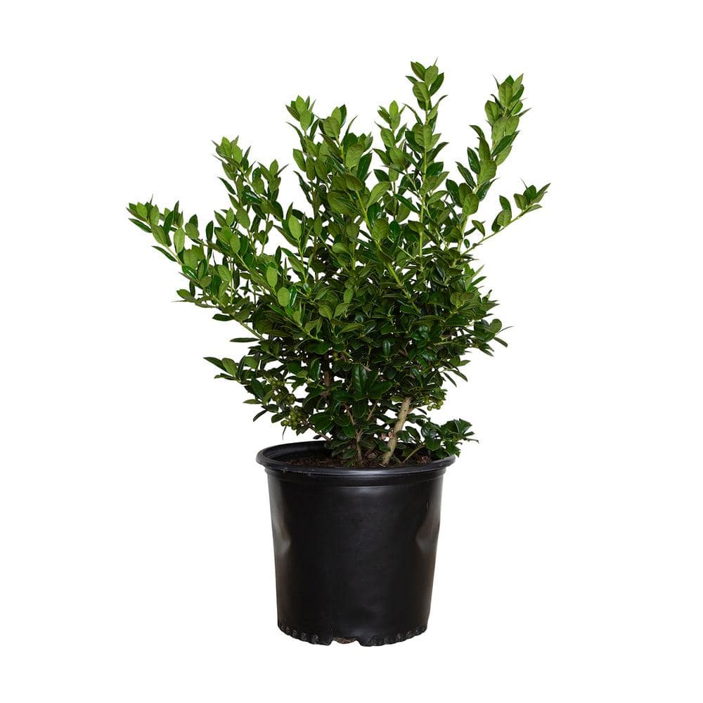 2.5 Gal – Dwarf Burford Holly(Ilex), Live Evergreen Shrub, Glossy Foliage with a Single Spine - Hercitys