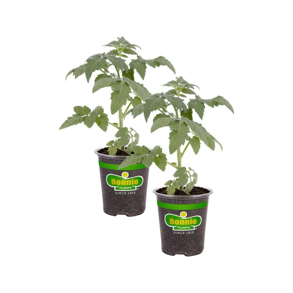 19 oz. Bonnie Original Tomato Plant (2-Pack) - Hercitys